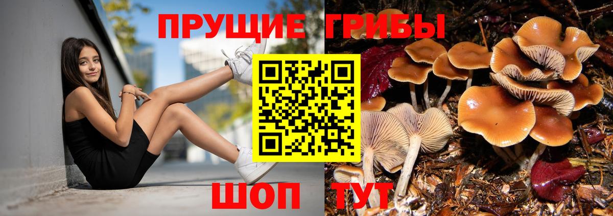 Владимир  Псилоцибиновые грибы Psilocybe  закладки  Вход с VPN 